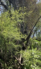 Eysenhardtia polystachya