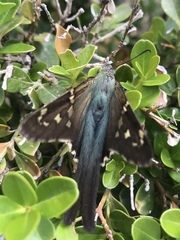 Urbanus proteus proteus