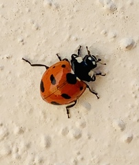 Coccinella nugatoria