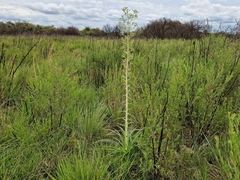 Eryngium horridum