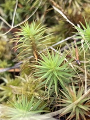 Polytrichum strictum