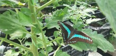 Graphium sarpedon connectens
