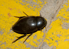 Hydrophilus