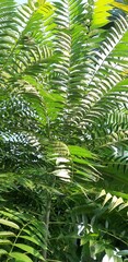 Toona sinensis