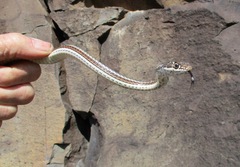 Masticophis taeniatus