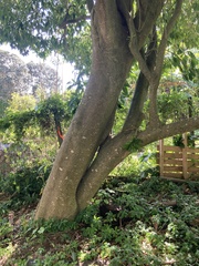 Casimiroa