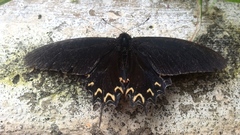 Mimoides thymbraeus aconophos