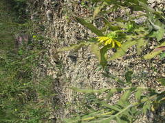 Silphium laciniatum