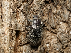 Lepispilus