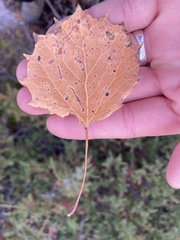 Populus grandidentata