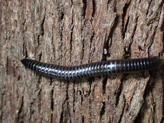 Ommatoiulus moreleti