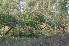 Prunus padus