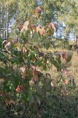 Prunus padus