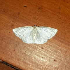 Lomographa argentata