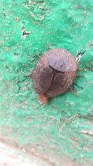 Homoeogamia mexicana