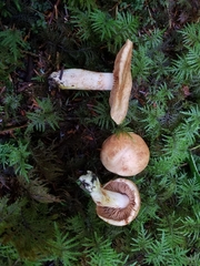 Cortinarius rubicundulus