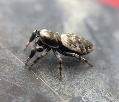 Tutelina