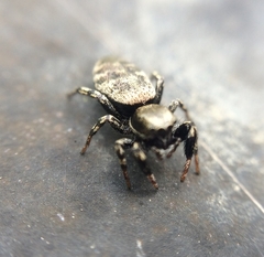 Tutelina