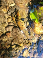 Pacifastacus leniusculus