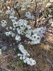 Kunzea ambigua