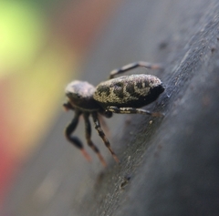 Tutelina