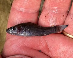 Aphredoderus sayanus