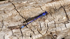 Argia extranea