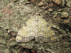 Episteira nigrilinearia