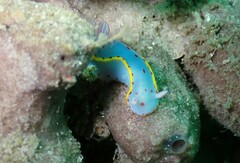 Hypselodoris bennetti