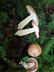 Cortinarius rubicundulus