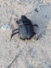 Geotrupes opacus