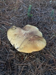 Suillus pseudobrevipes