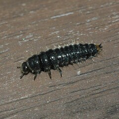 Cerogria janthinipennis