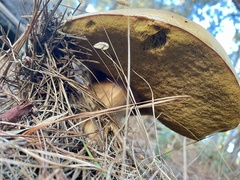 Suillus pseudobrevipes