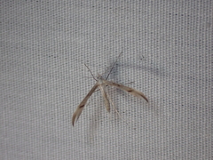Platyptilia celidotus