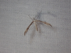 Platyptilia celidotus