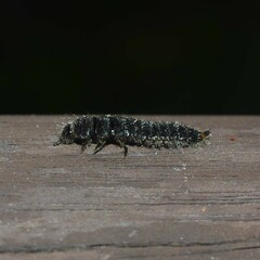 Cerogria janthinipennis