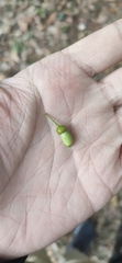 Cinnamomum yabunikkei