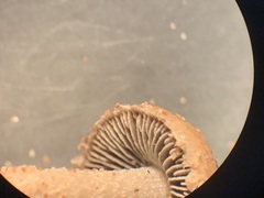 Psathyrella arenulina