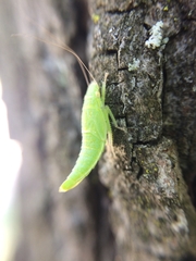 Rugosana querci