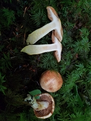 Cortinarius rubicundulus