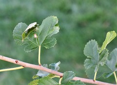 Glyphodes sibillalis