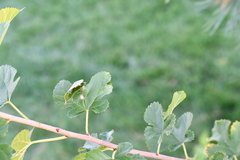 Glyphodes sibillalis