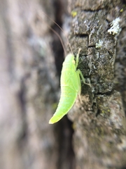 Rugosana querci