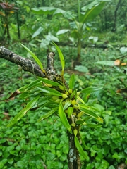 Bulbophyllum