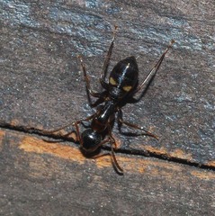 Camponotus quadrinotatus