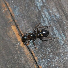 Camponotus quadrinotatus