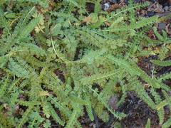 Horkelia clevelandii
