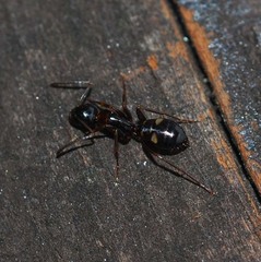 Camponotus quadrinotatus