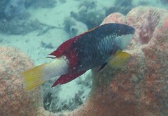 Notolabrus gymnogenis